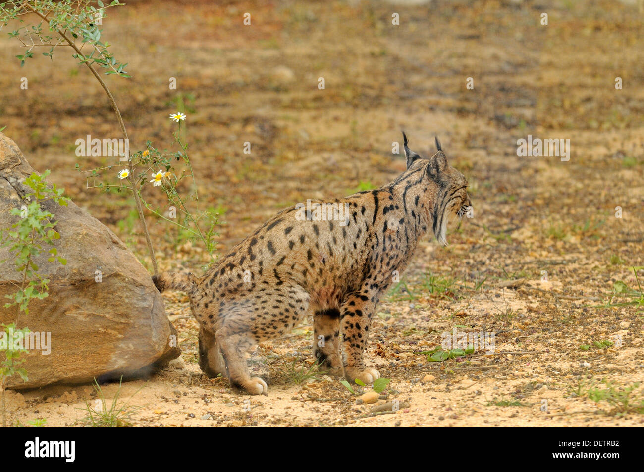 Iberian Lynx Lynx pardinus Scent marking Female from Coto de Donana, Spain Photographed in Andalucia, Spain Stock Photo