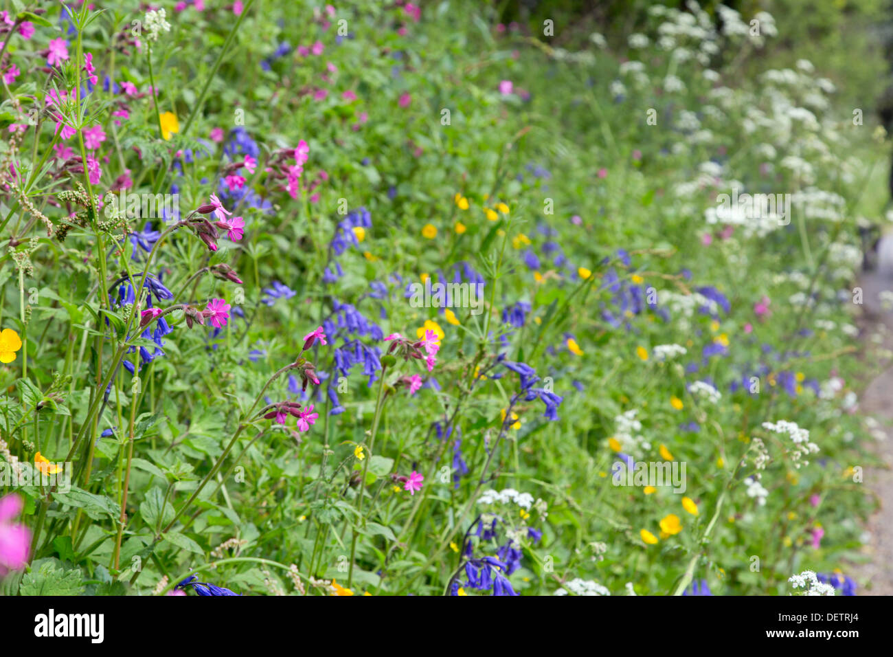 Flowers; Roadside Verge; Spring; Cornwall; UK Stock Photo