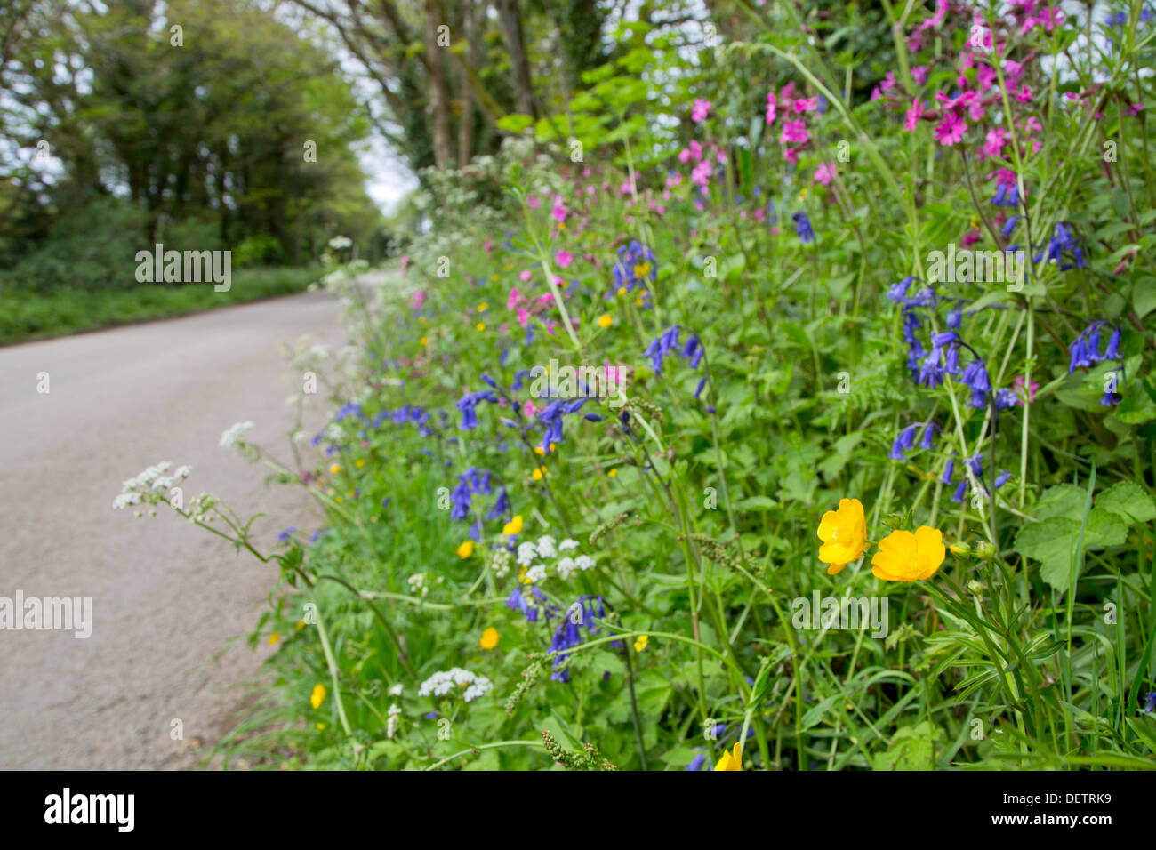 Flowers; Roadside Verge; Spring; Cornwall; UK Stock Photo