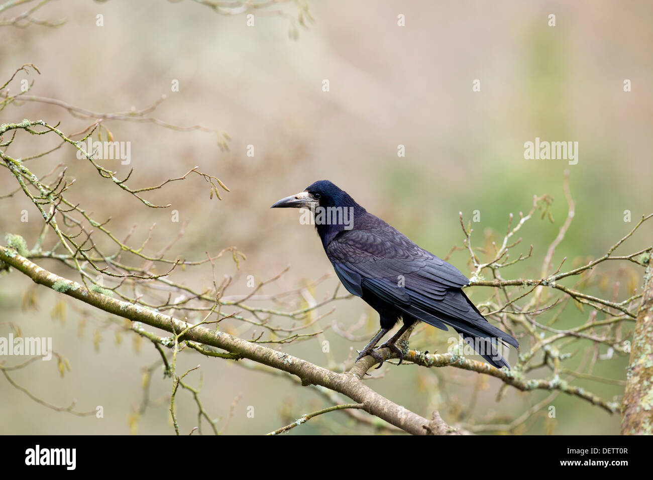 Rook (Corvus frugilegus) - British Birds - Woodland Trust