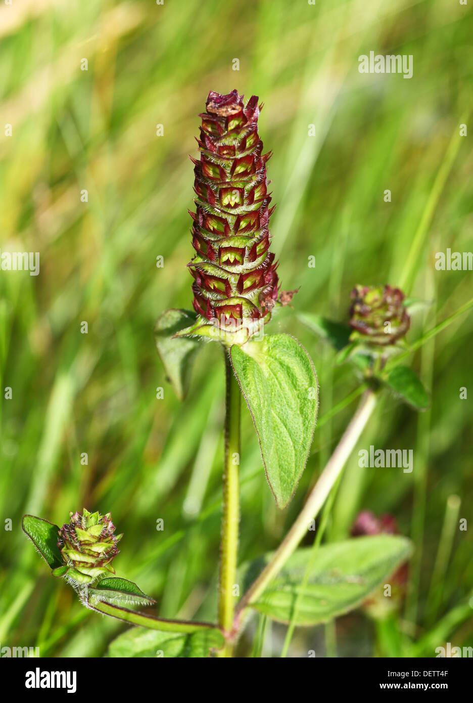 Seed head of common self-heal or heal-all known as Prunella vulgaris Stock Photo