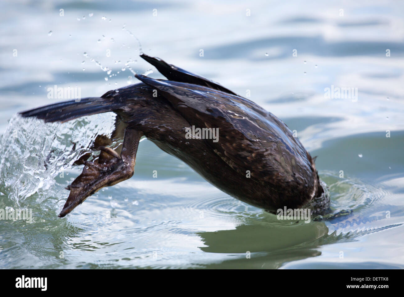 Shag; Phalacrocorax aristotelis; Diving; UK Stock Photo