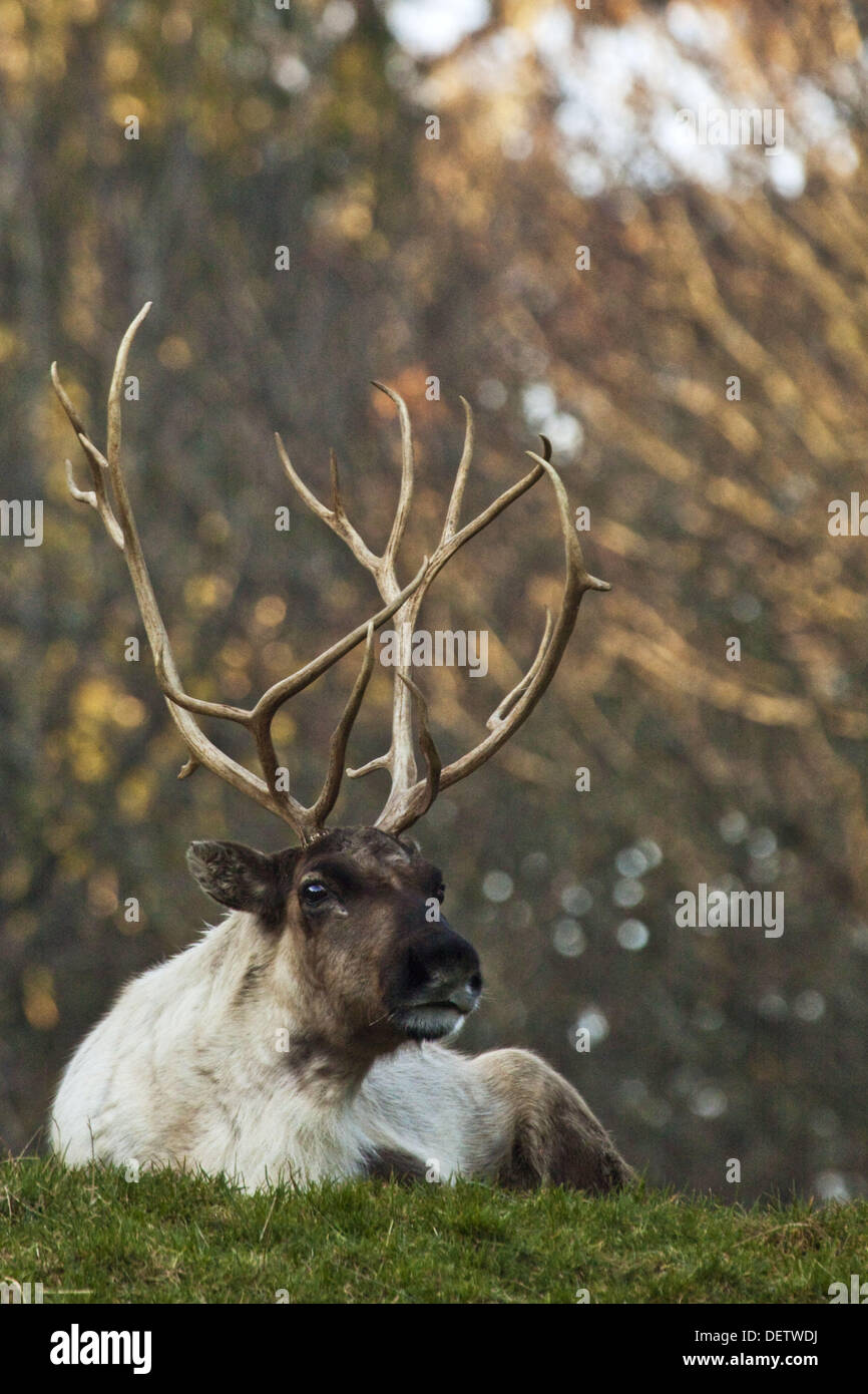 Reindeer, Point Defiance Zoo, Washington Stock Photo Alamy