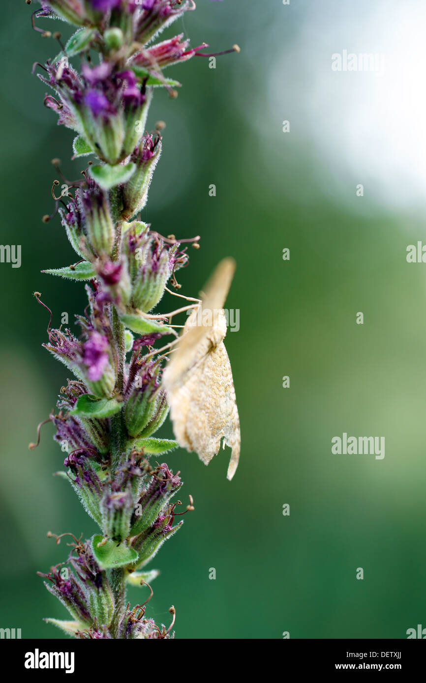 Spiked loosestrife Stock Photo
