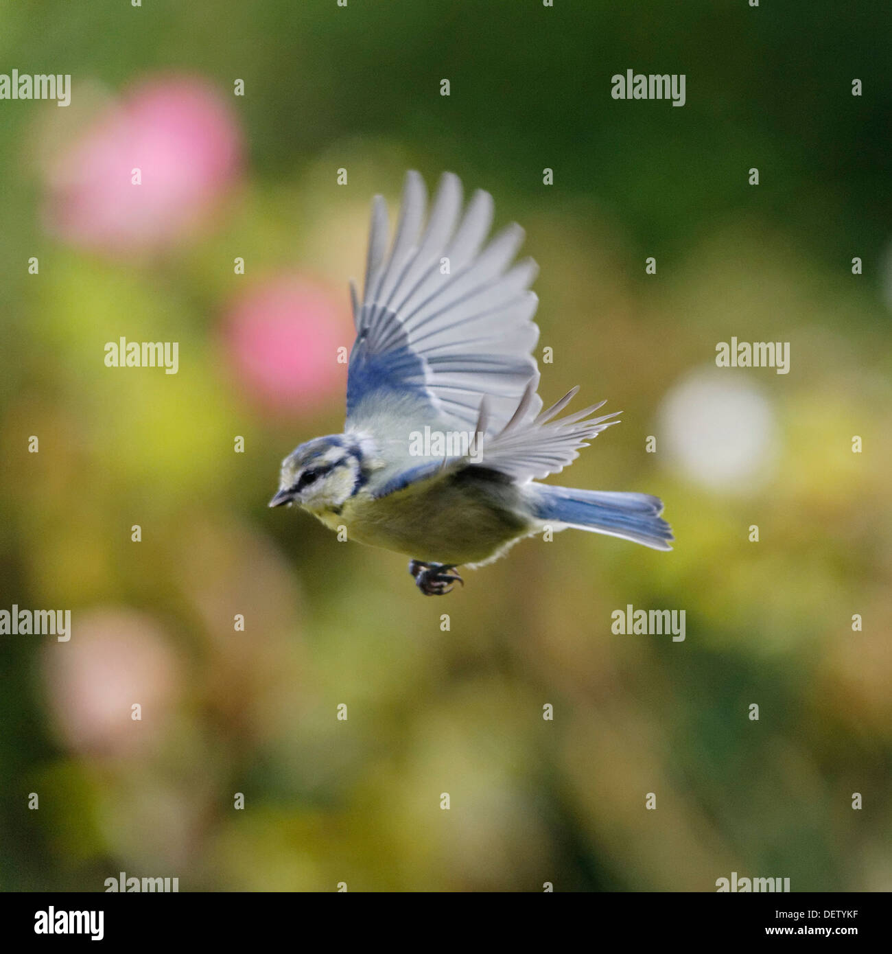 Welsh Garden Birds Flying Blue Tit Against Background Of Flowers Stock Photo Alamy Welsh Garden Birds Flying Blue Tit Against Background Of Flowers Stock Photo Alamy