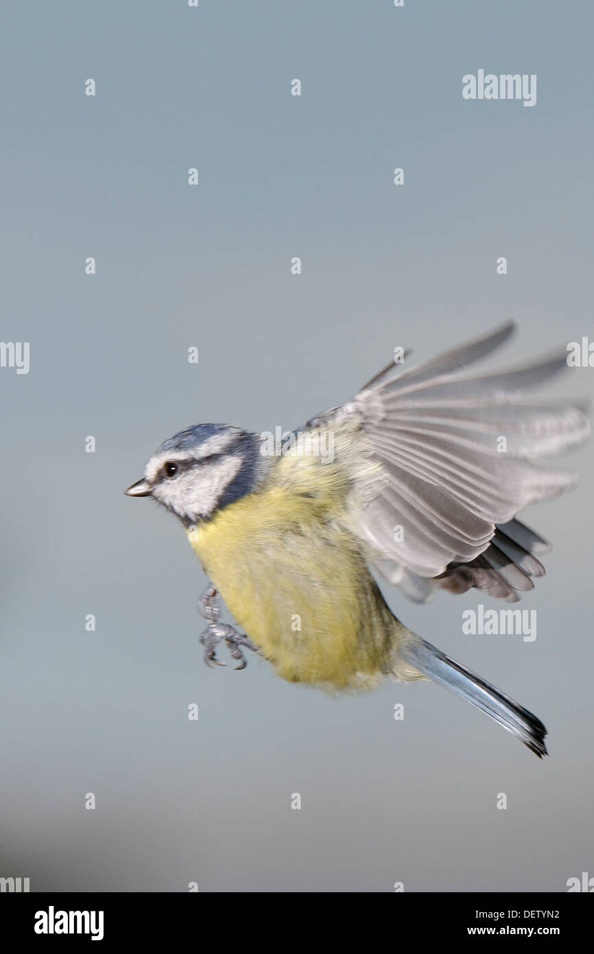 Welsh Garden Birds Flying Blue Tit Against A Blue Sky Stock Photo Alamy Welsh Garden Birds Flying Blue Tit Against A Blue Sky Stock Photo Alamy