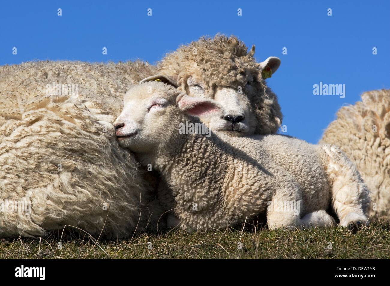 Mother with Lamb, Domestic Sheep, Ovis aries, Schleswig-Holstein, Germany Stock Photo