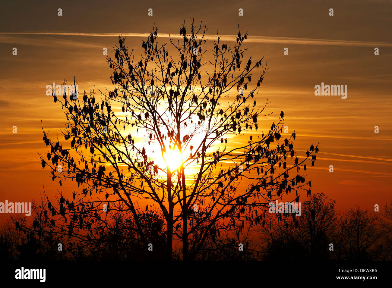 autumn sun and branches of bare trees Stock Photo - Alamy