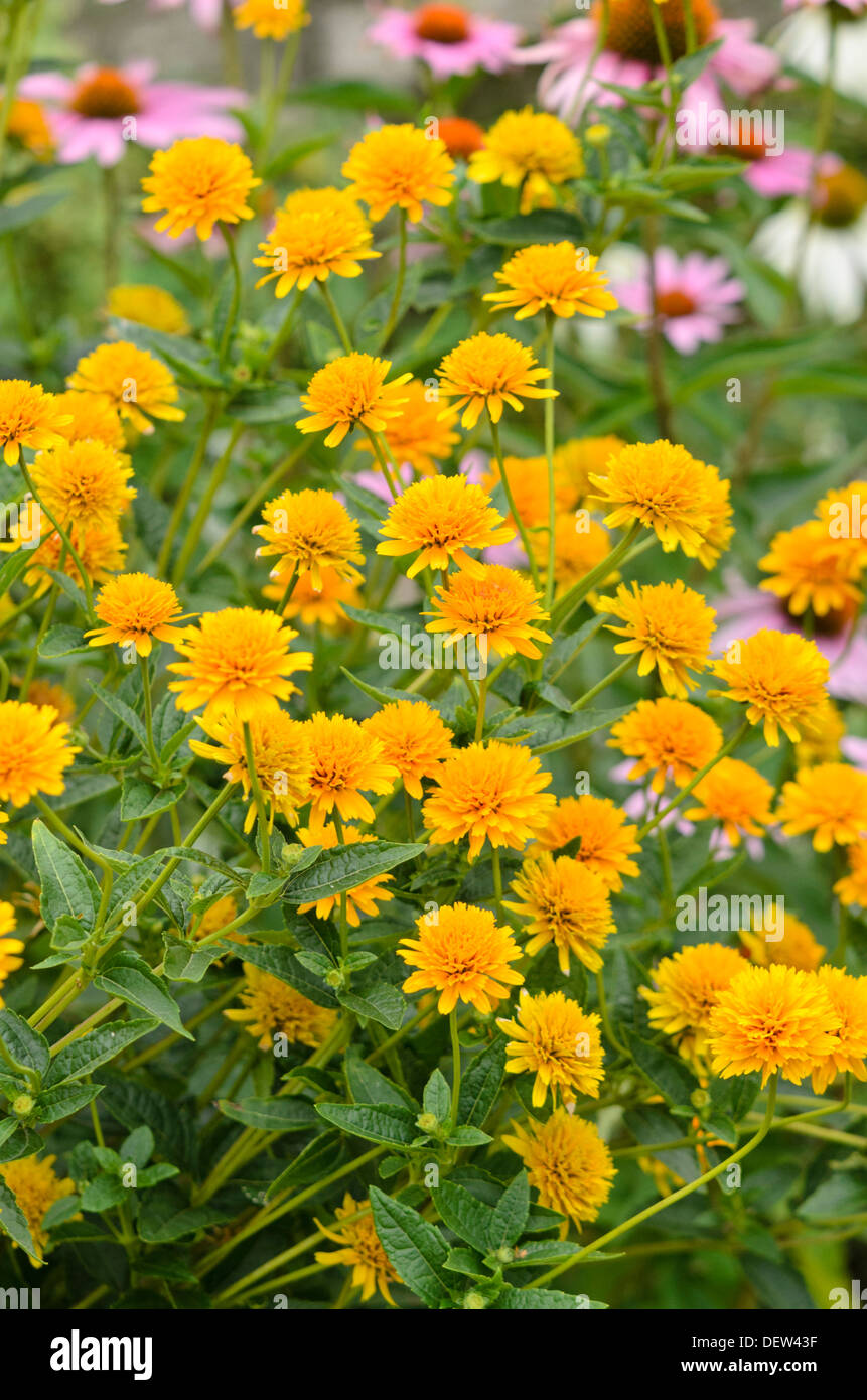 False sunflower (Heliopsis helianthoides var. scabra 'Asahi') Stock Photo