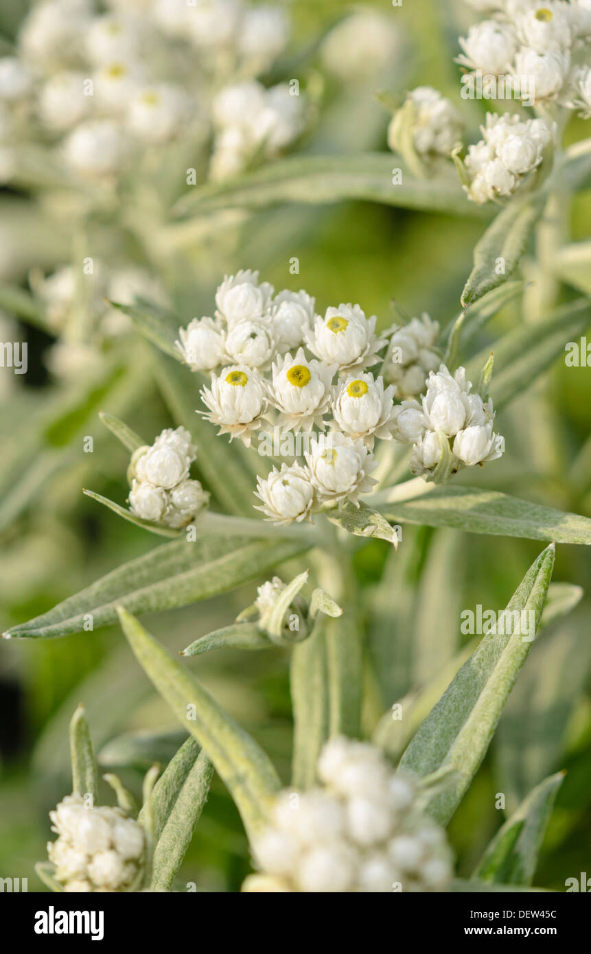 Triple-veined pearly everlasting (Anaphalis triplinervis 'Sommerschnee') Stock Photo