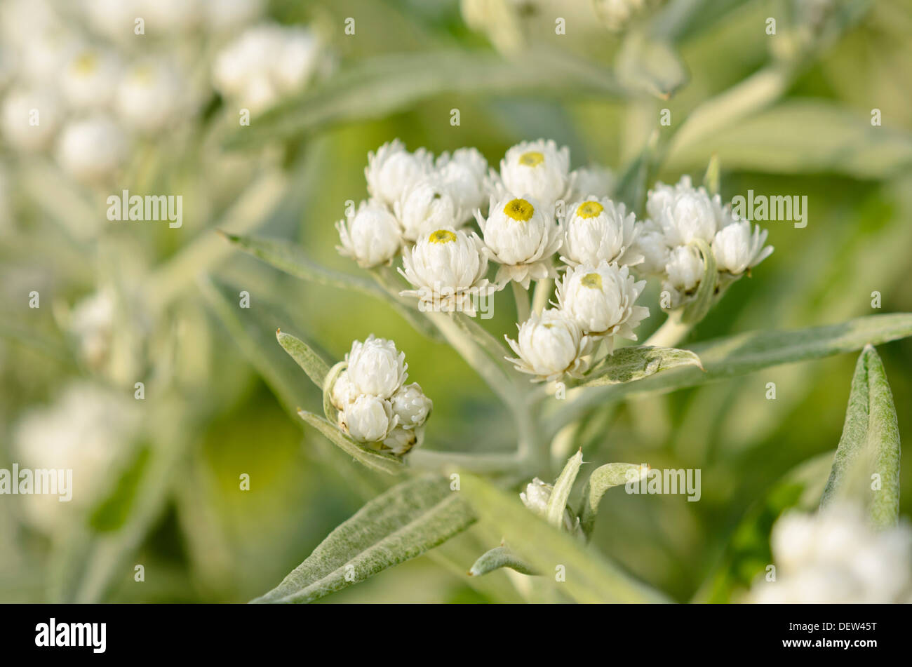 Triple-veined pearly everlasting (Anaphalis triplinervis 'Sommerschnee') Stock Photo