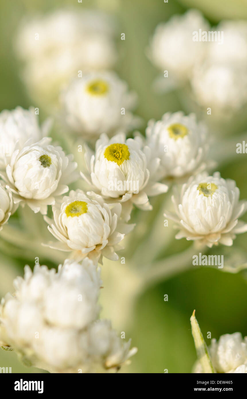 Triple-veined pearly everlasting (Anaphalis triplinervis 'Sommerschnee') Stock Photo