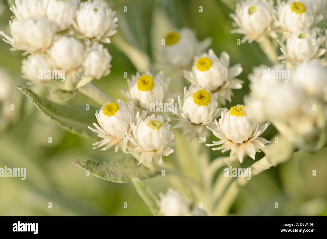 Triple-veined pearly everlasting (Anaphalis triplinervis 'Sommerschnee') Stock Photo