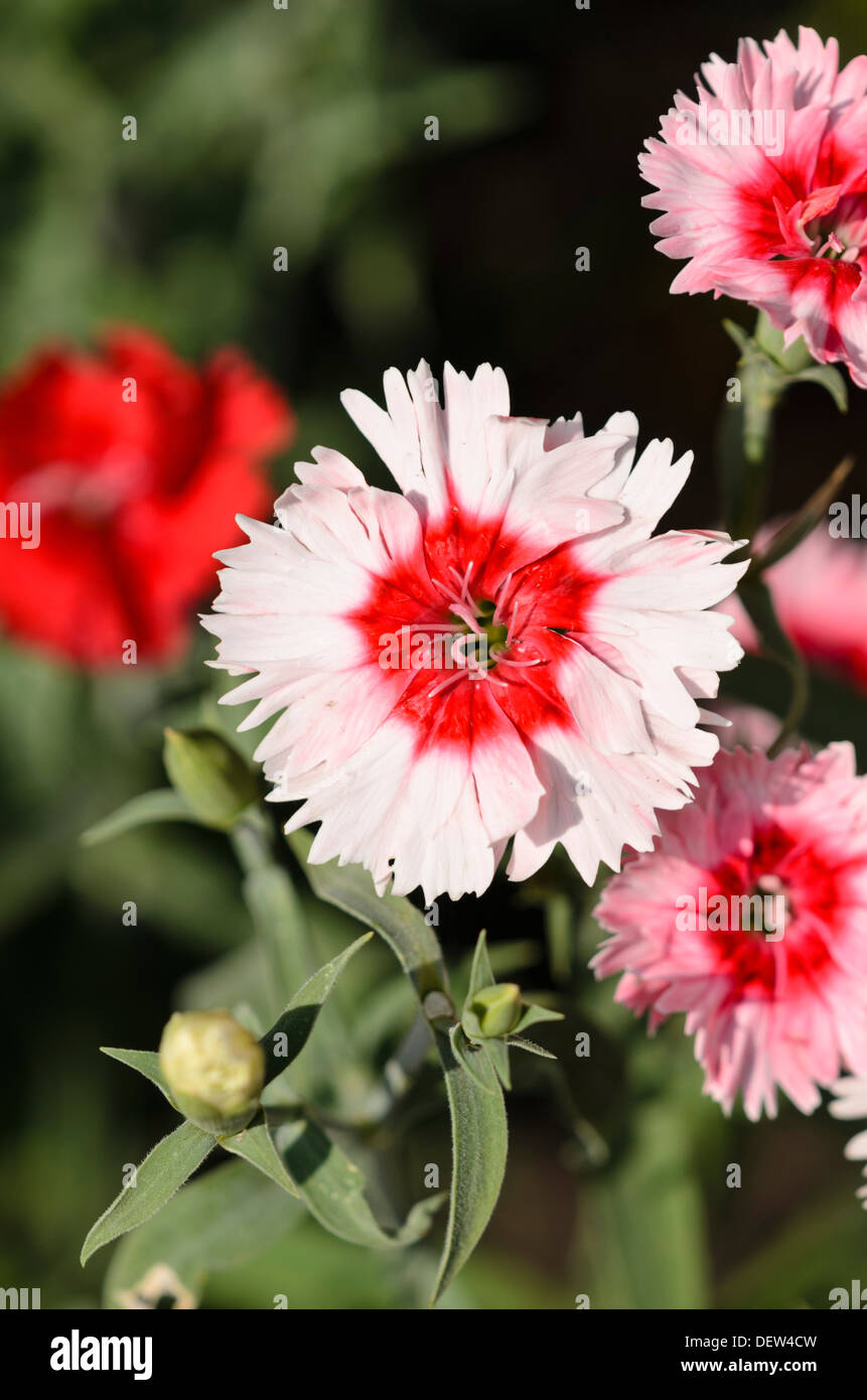 Chinese pink (Dianthus chinensis 'Snowfire') Stock Photo