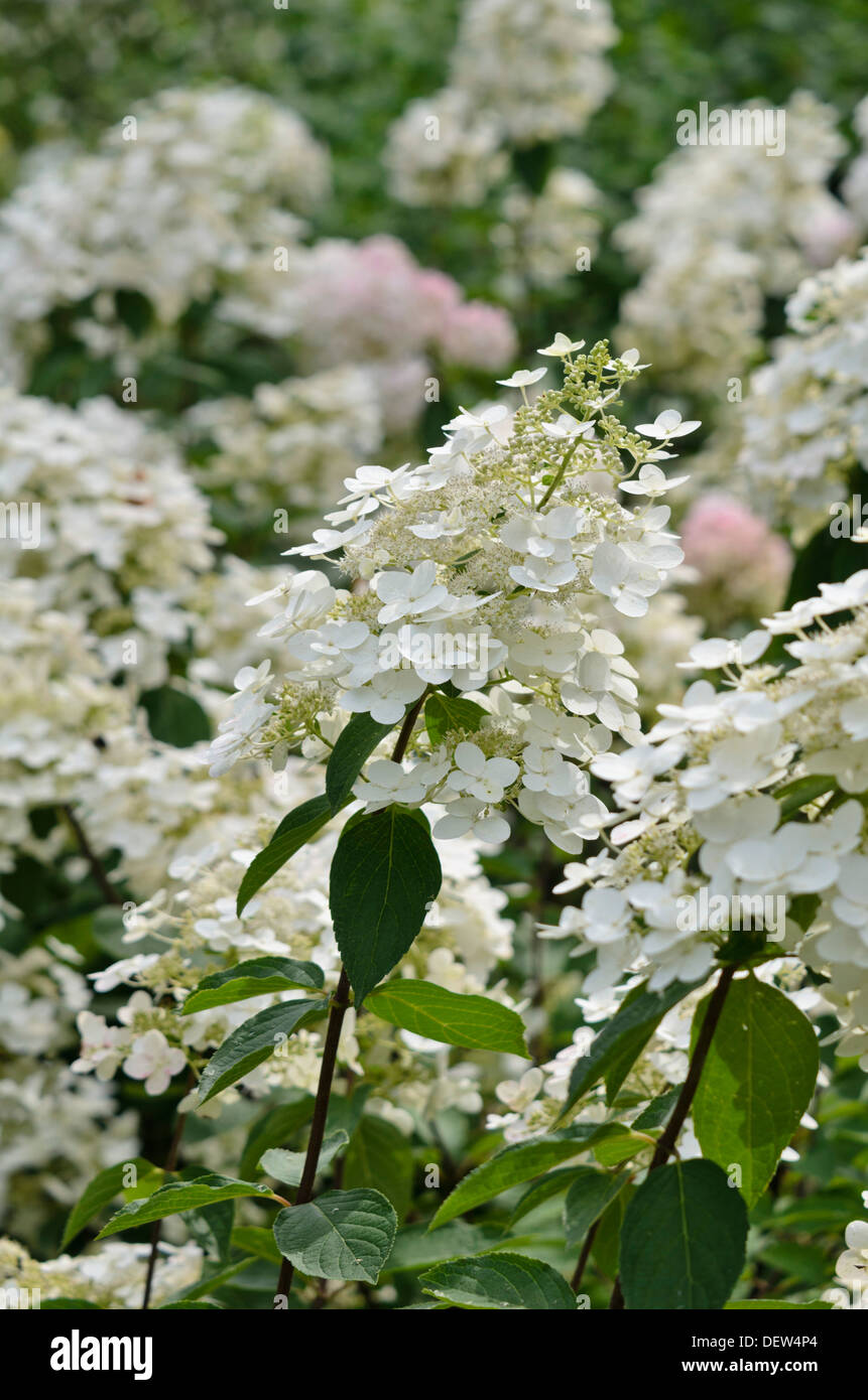 Panicle hydrangea (Hydrangea paniculata Stock Photo Alamy