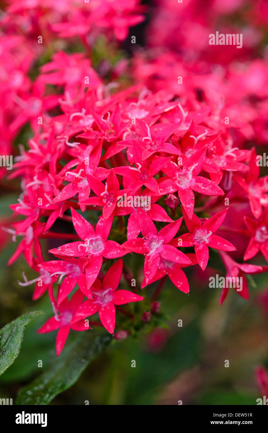 Egyptian star cluster (Pentas lanceolata 'Graffiti Red Lace') Stock Photo