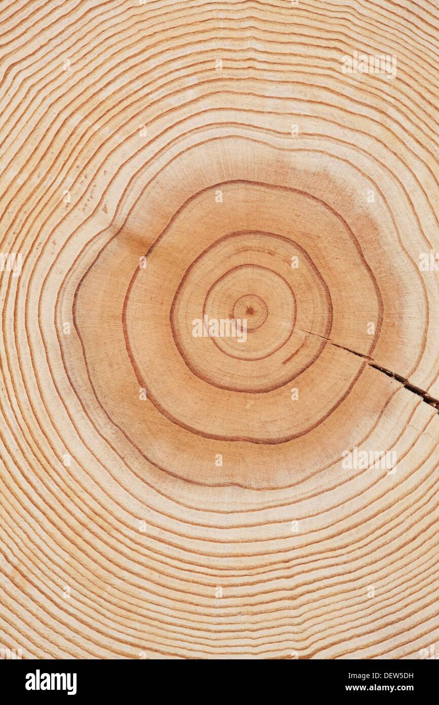 Annual ring of tree trunk Stock Photo Alamy
