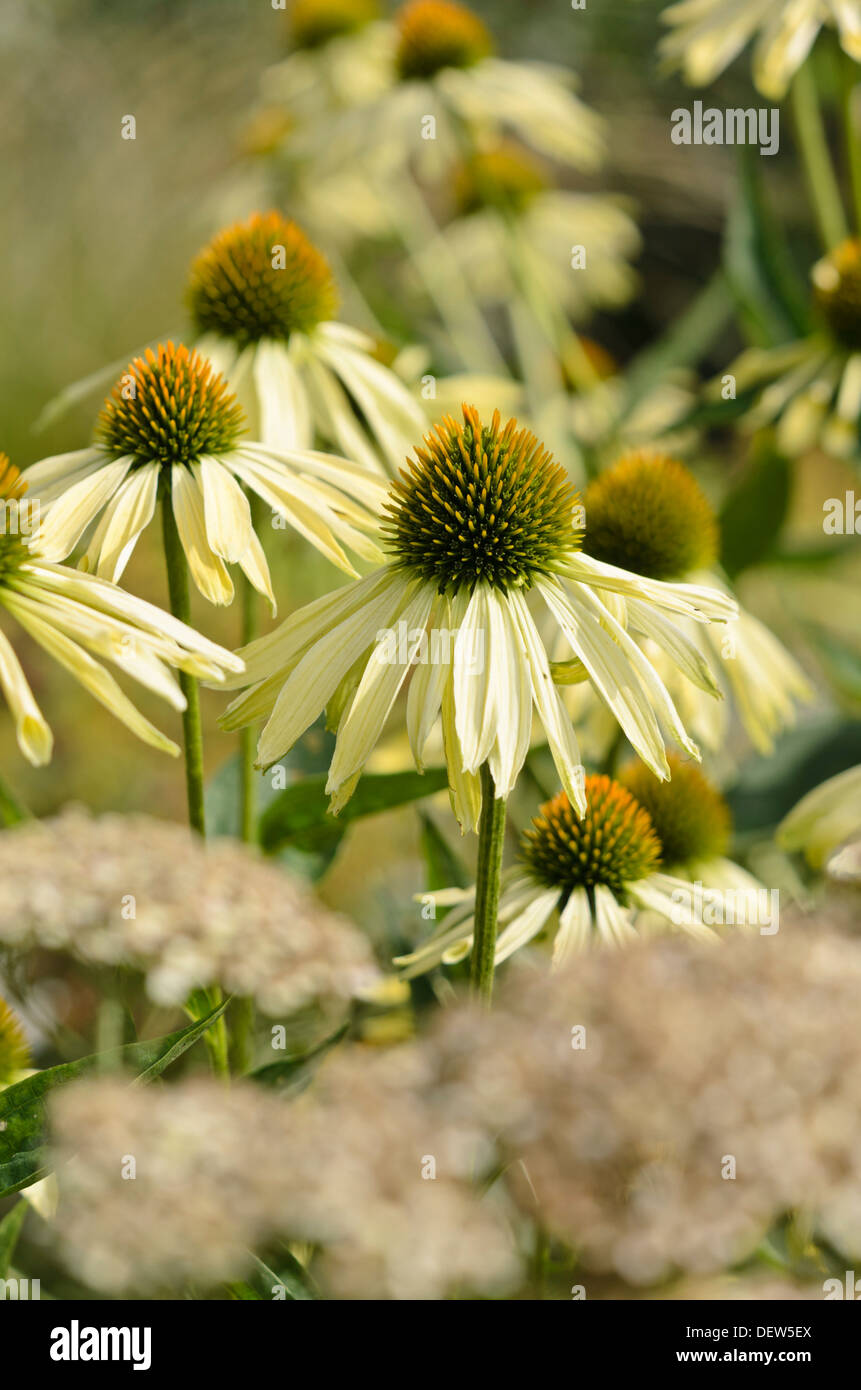Purple cone flower (Echinacea purpurea 'Sunrise' Stock Photo Alamy
