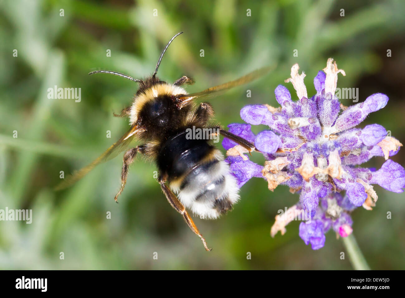 Bumble Bee. Bomus Hortorum (Apidae), Stock Photo