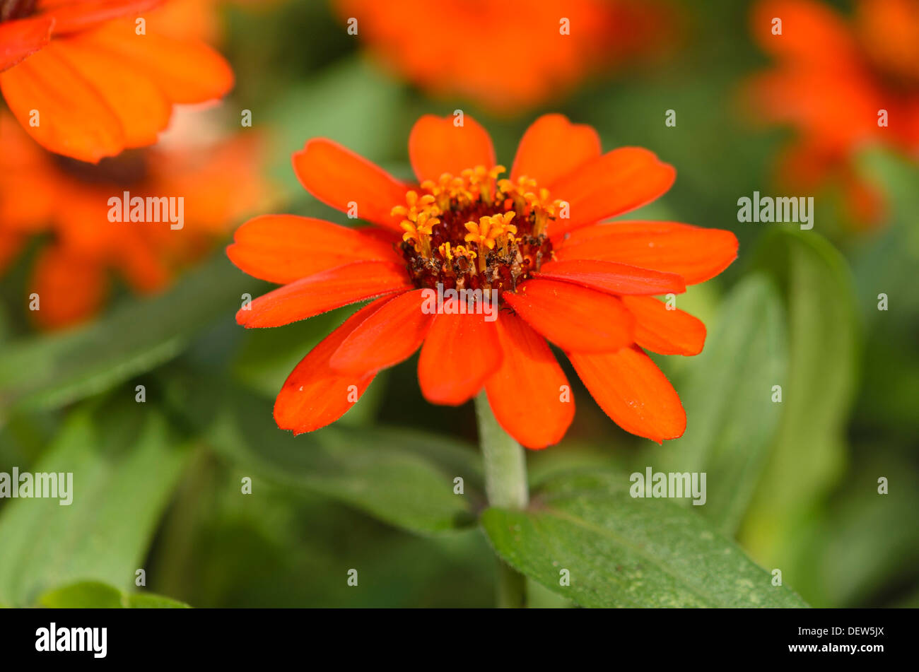 Narrowleaf zinnia (Zinnia angustifolia 'Profusion Orange') Stock Photo