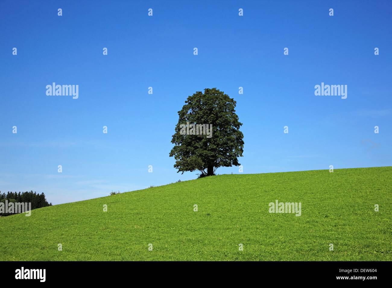 Austria, Steiermark, Grimming, single tree on a hill Stock Photo