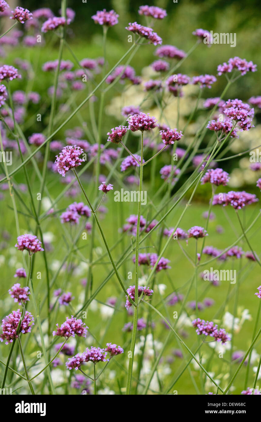 Purpletop vervain (Verbena bonariensis) Stock Photo