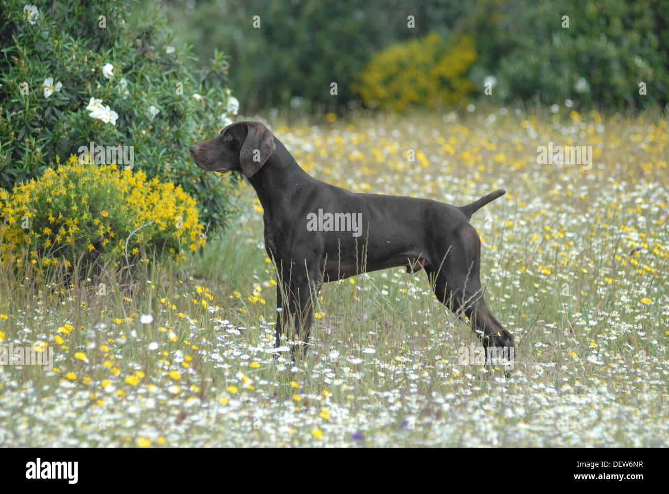 German Shorthaired Pointer Dog Field Hunting And Collecting Stock