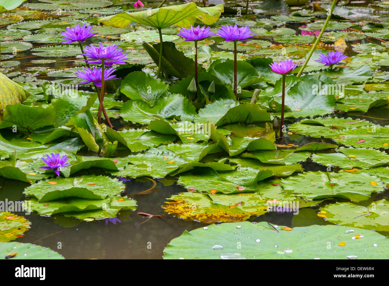 Water lilies in flower in Jurong bird park Singapore Stock Photo Alamy