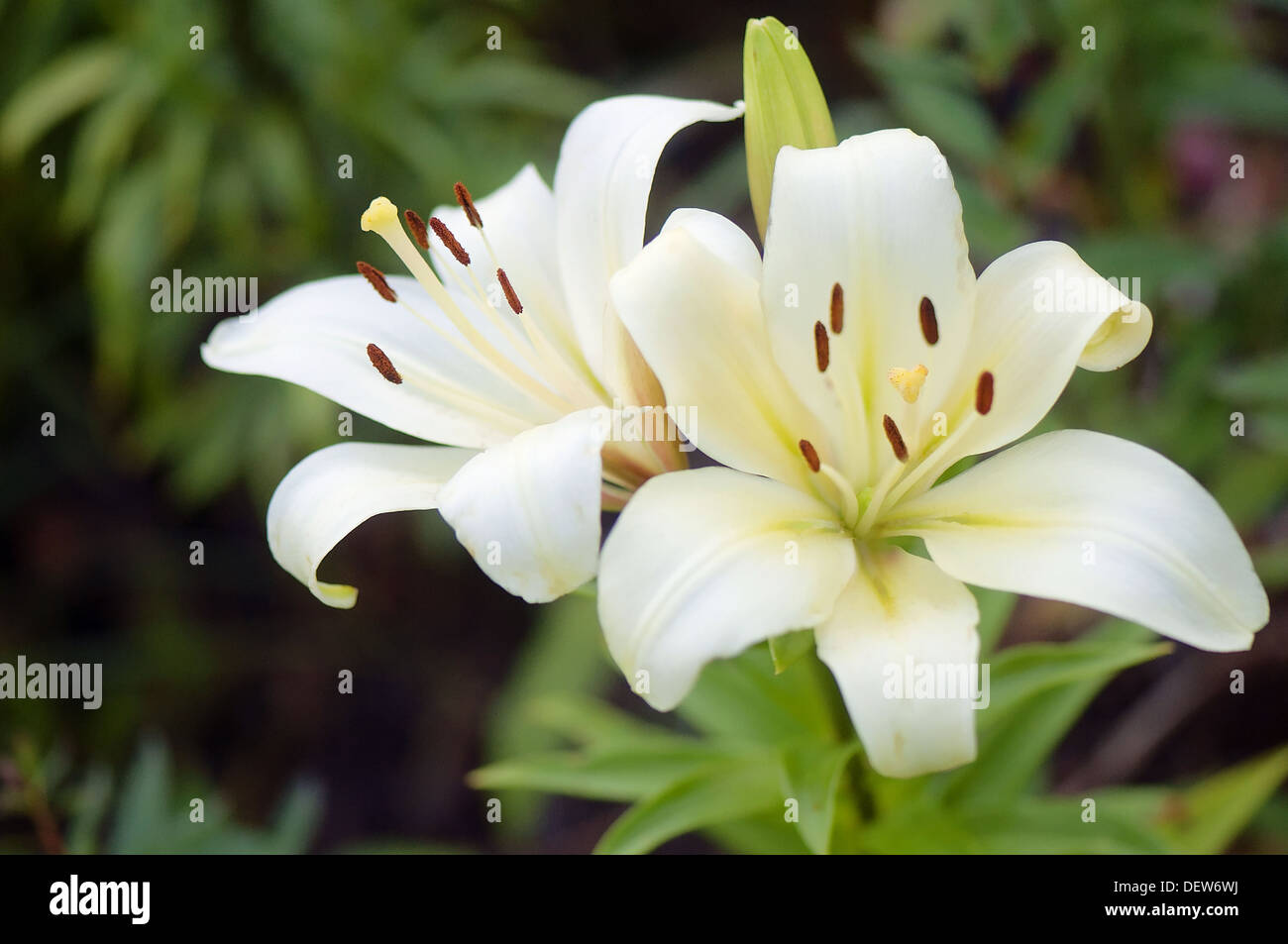 White Asiatic Lily Duo. Lilium hybrid, asiatic Stock Photo Alamy