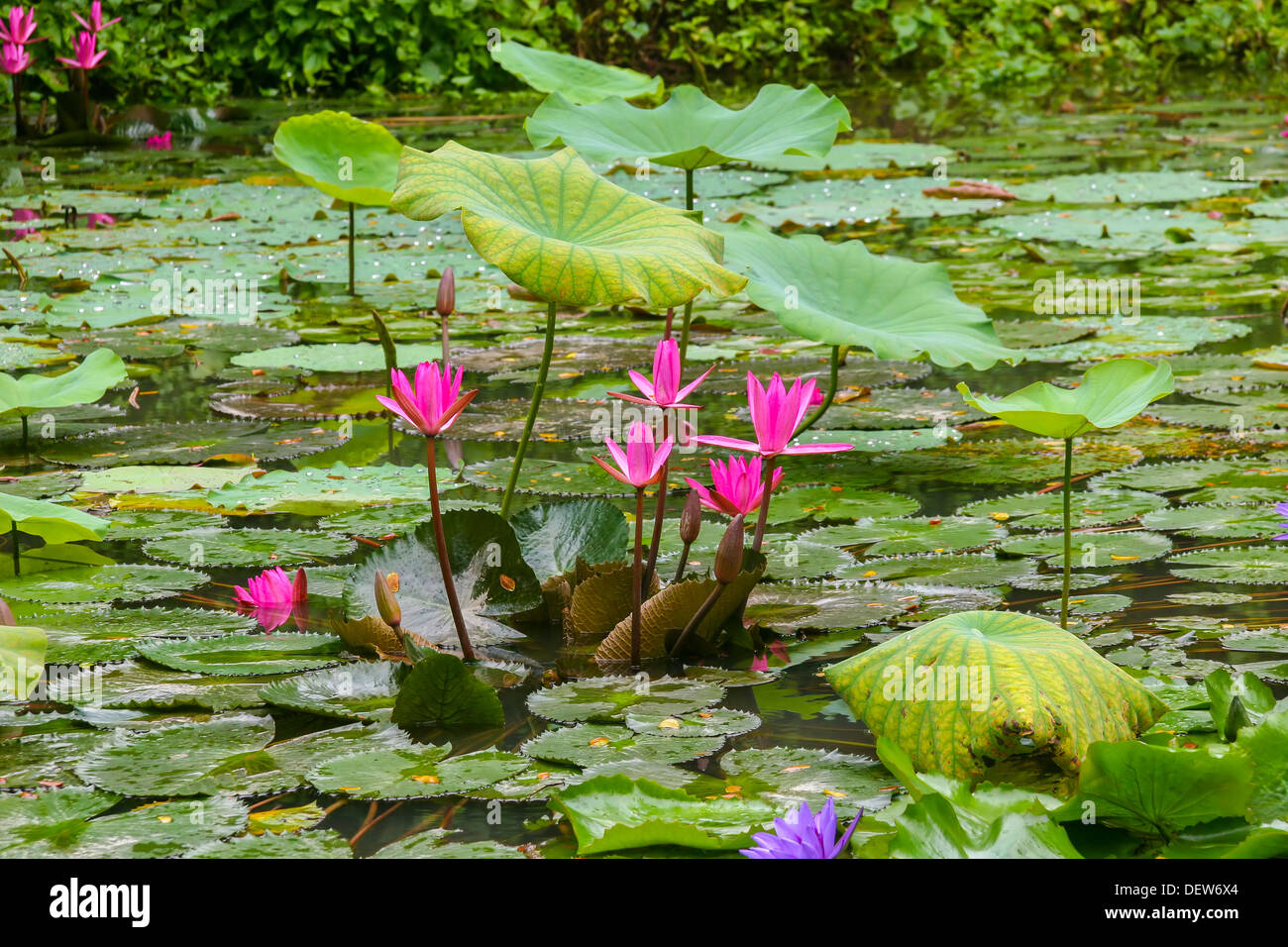 Water lilies in flower in Jurong bird park Singapore Stock Photo Alamy