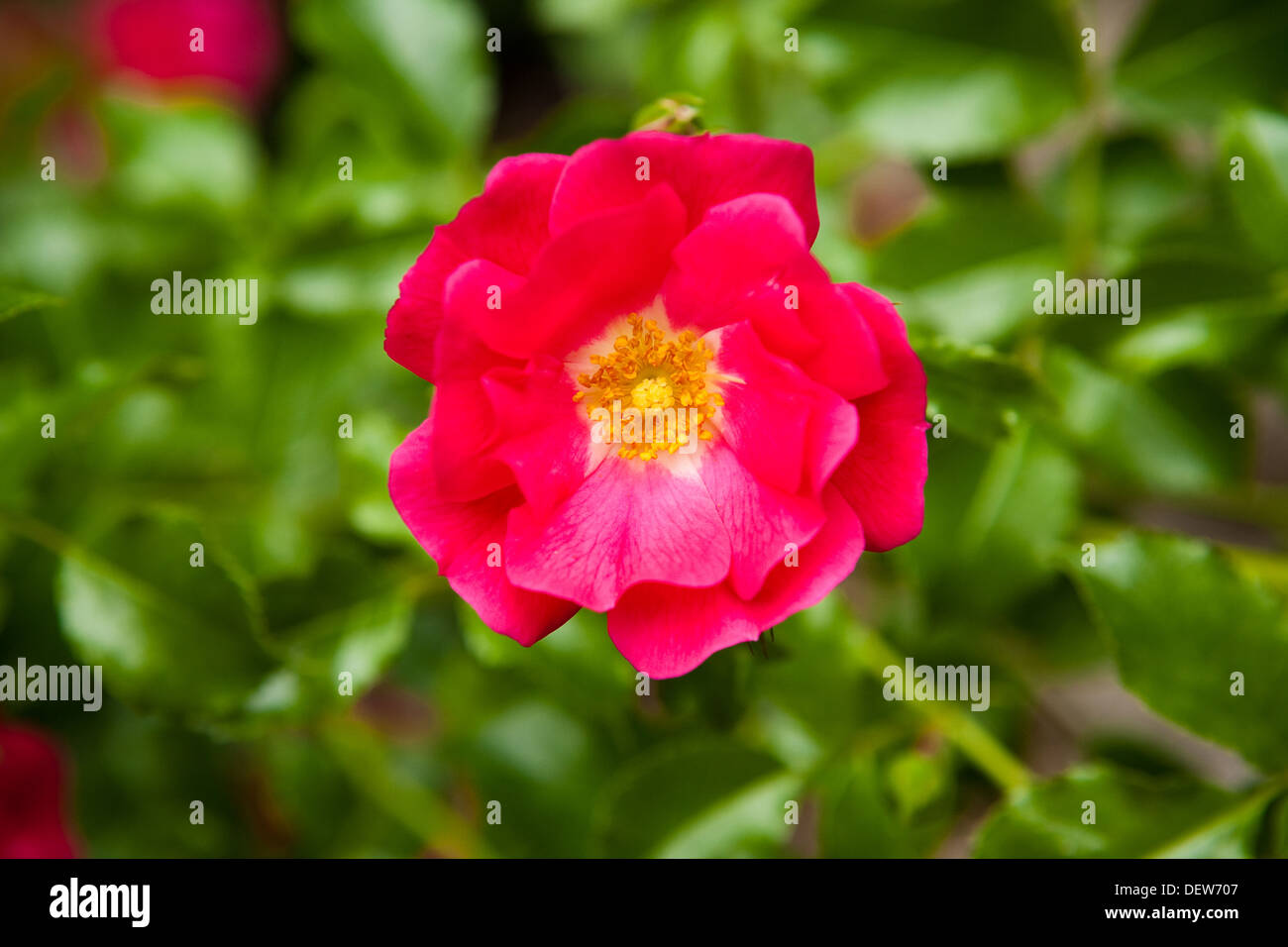 Dog Rose, cultivated variety (Rosa Caniona Stock Photo Alamy