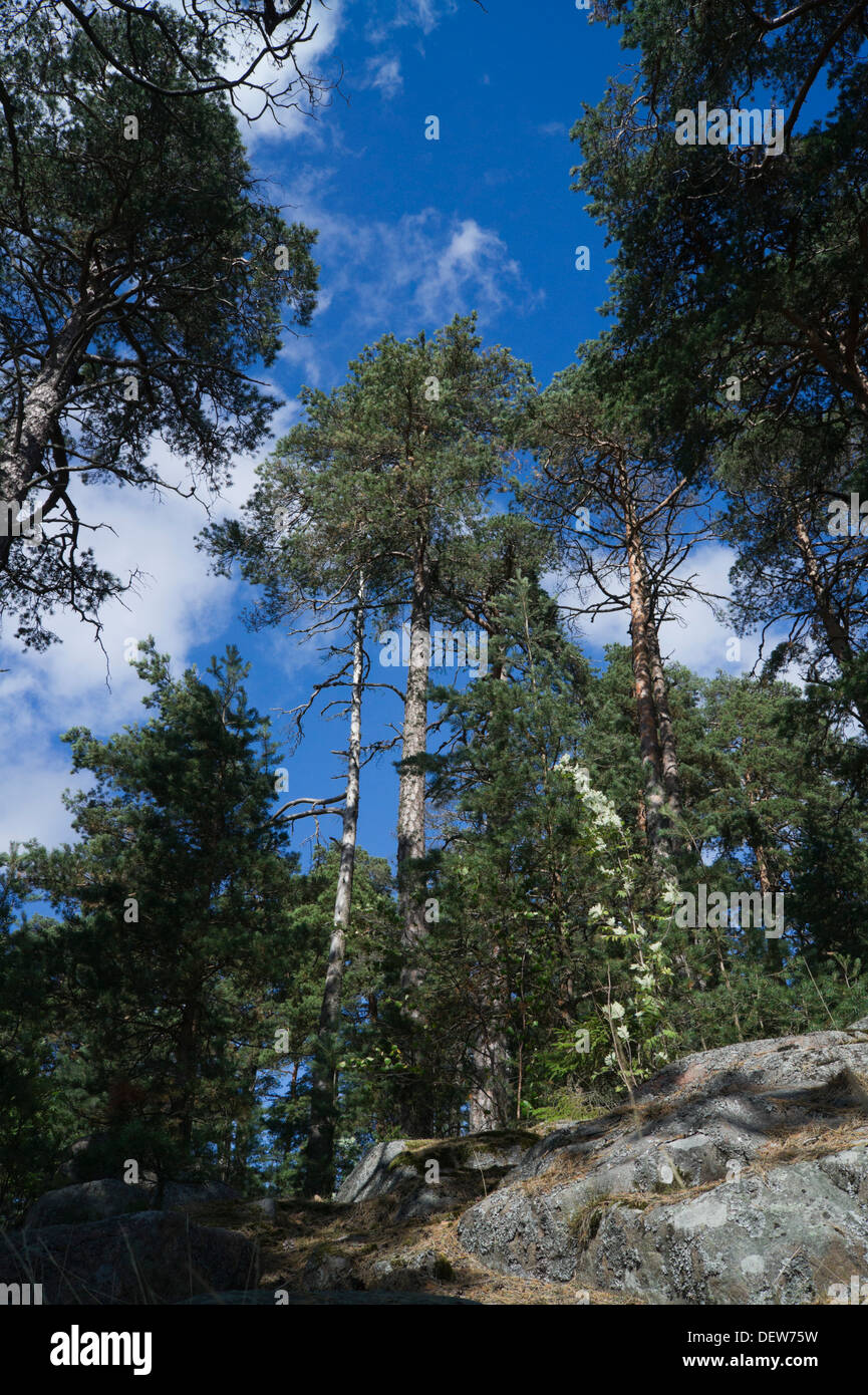 Finnish forest with granite rock Stock Photo