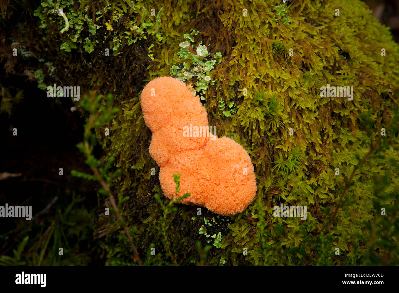 Slime Mould (Tubulifera arachnoidea) Stock Photo