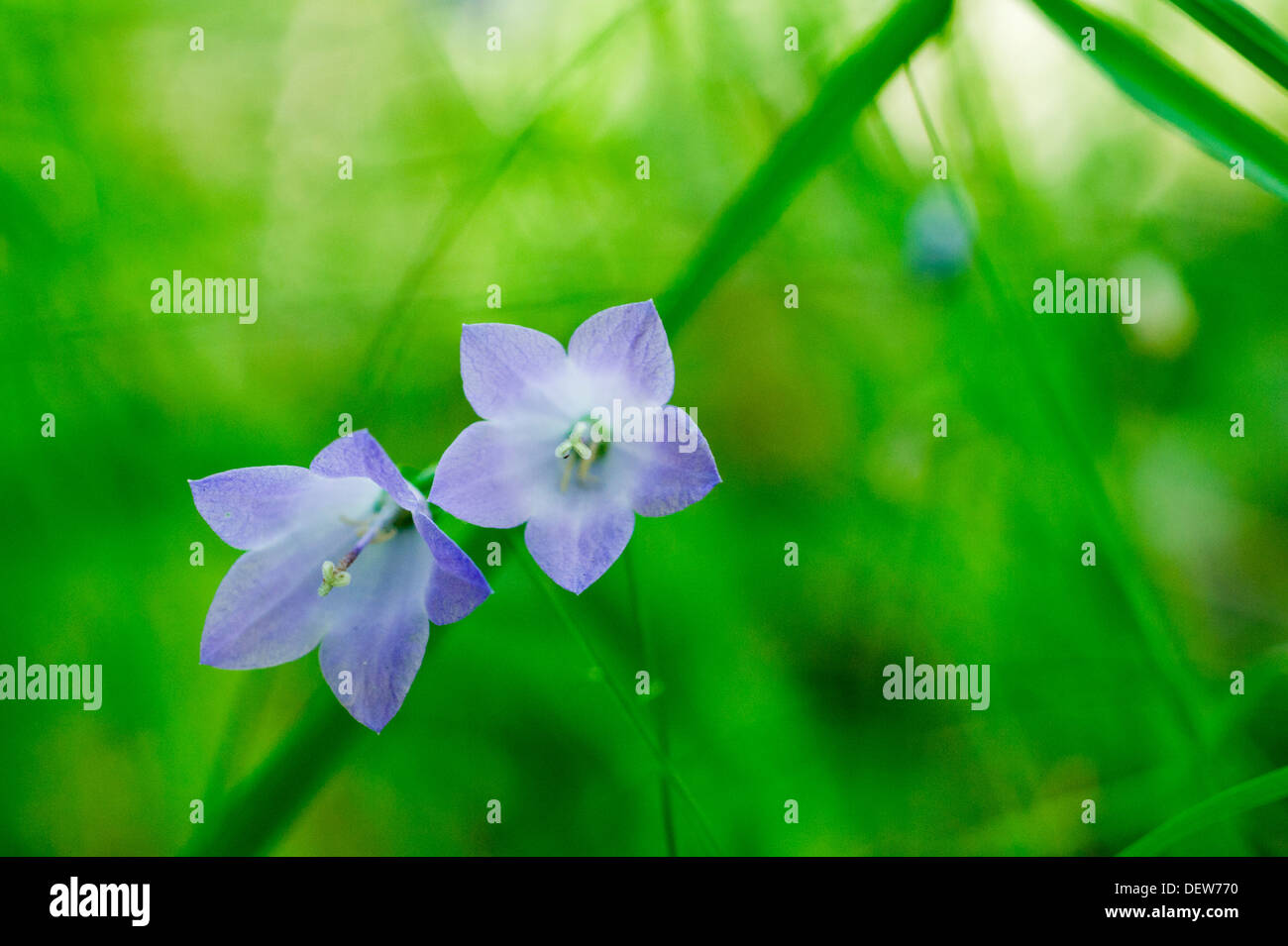 Common Harebell in Finnish forest Stock Photo