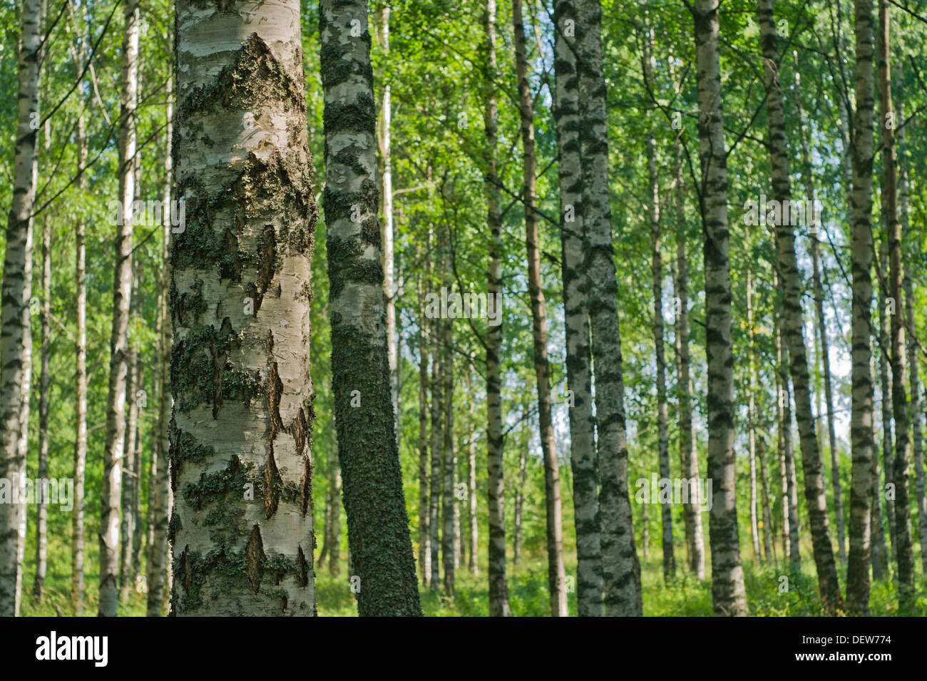 Finnish Birch Forest in Summer Stock Photo