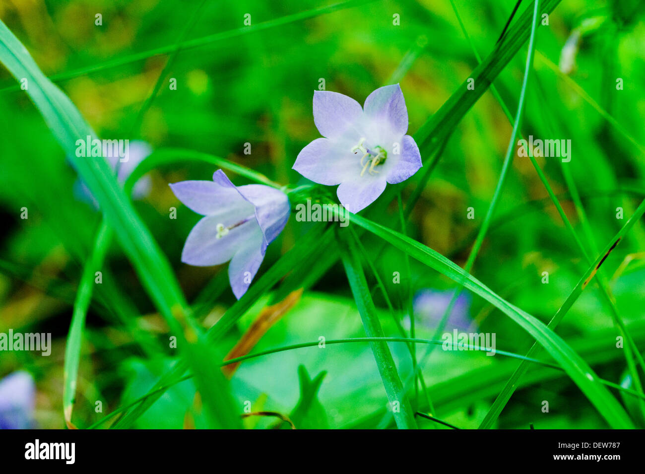 Common Harebell in Finnish forest Stock Photo