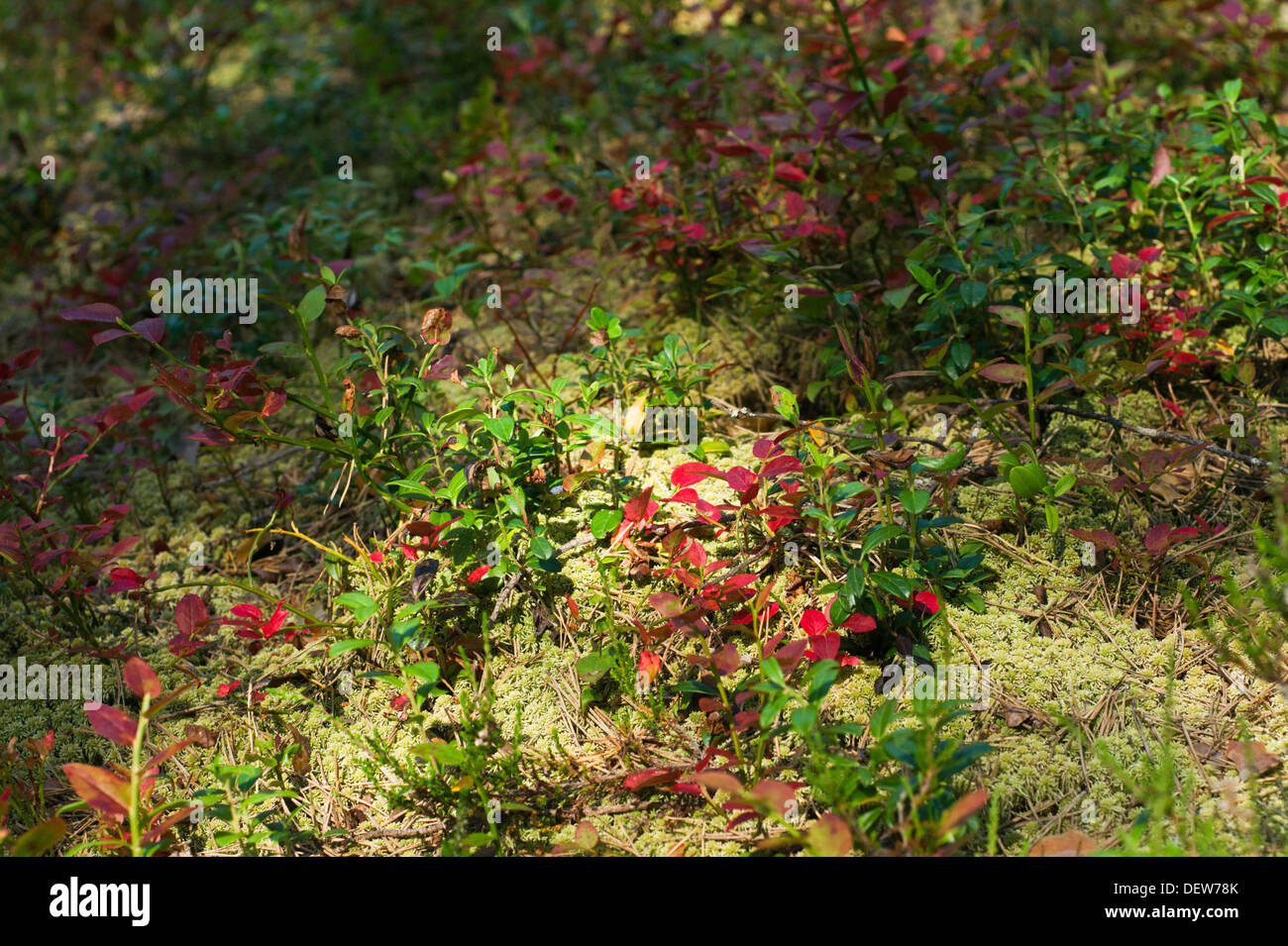 Lingonberry plants with red leaves with reindeer lichen Stock Photo