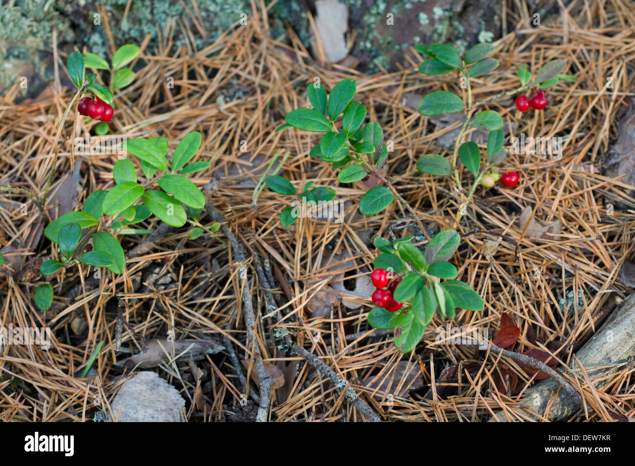 Lingon berries with pine needles top view Stock Photo