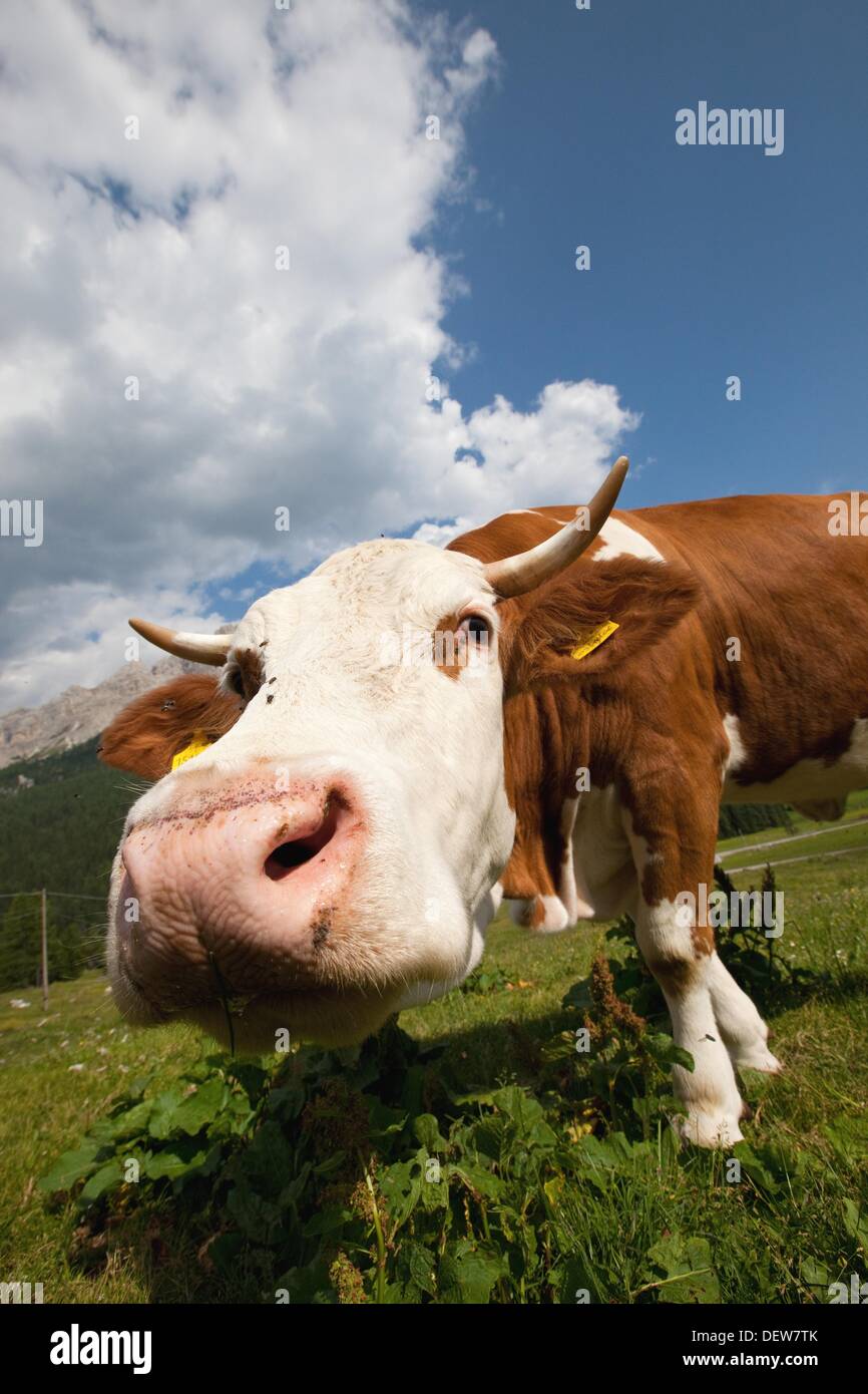 Cow grazing in the Dolomites, Belluno province, Italy, Europe Stock Photo