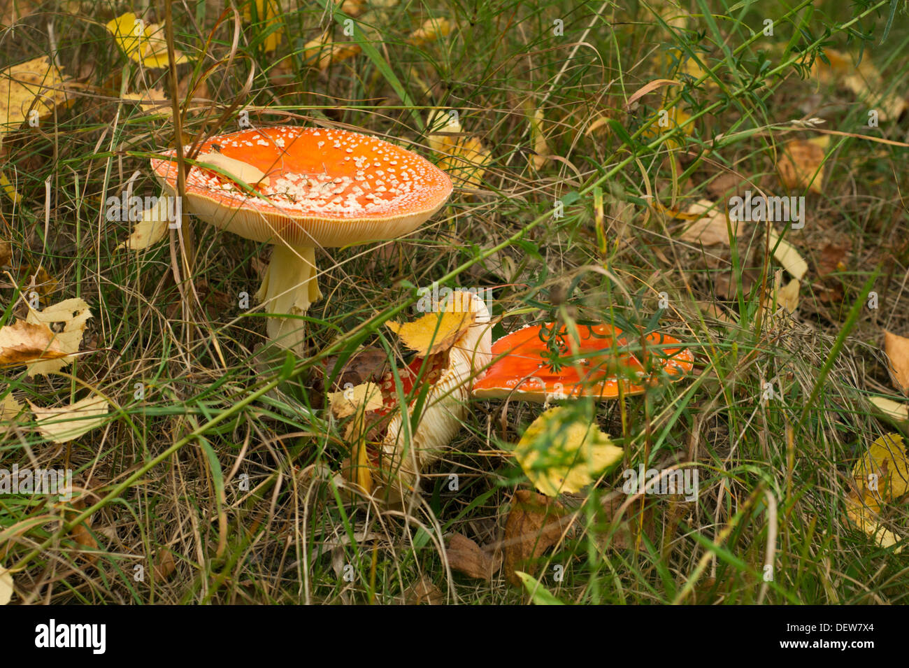 Two fly amanita in Ruissalo, Finland Stock Photo