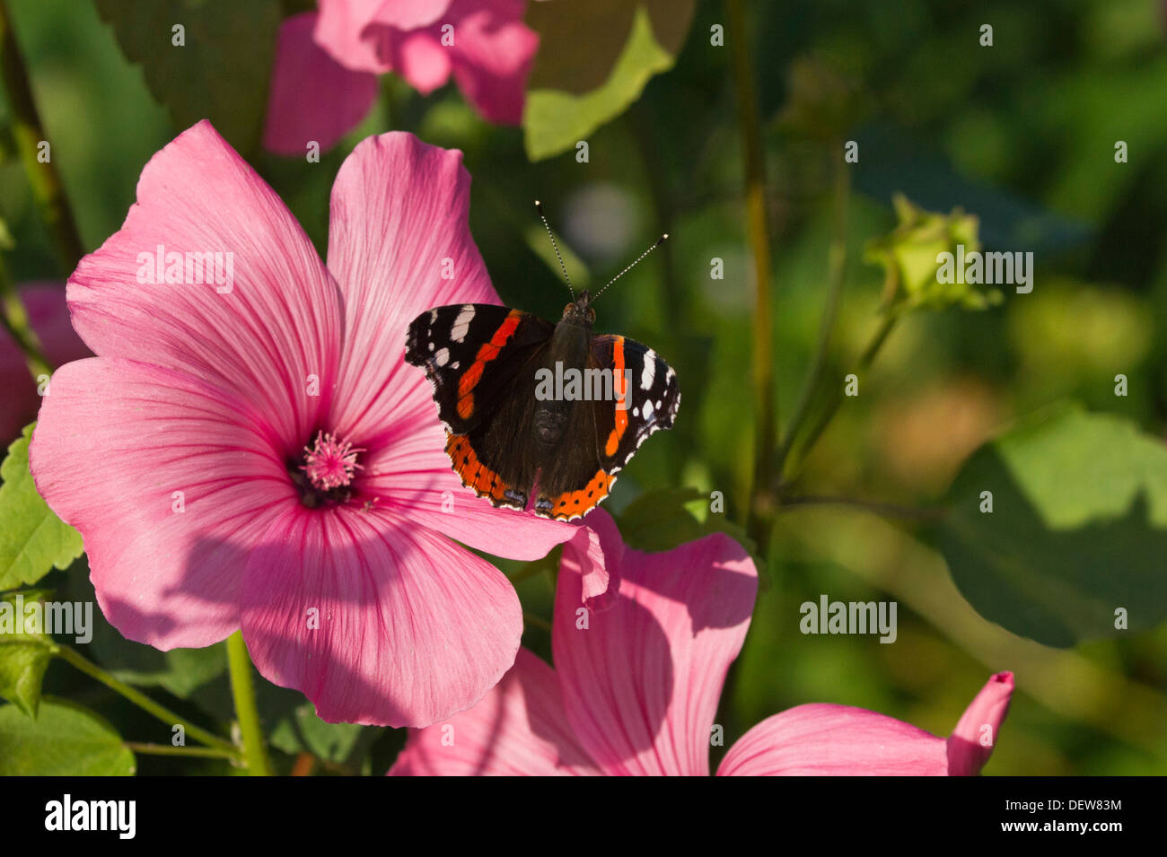 Red admiral on pink common Hollyhock flowers Stock Photo