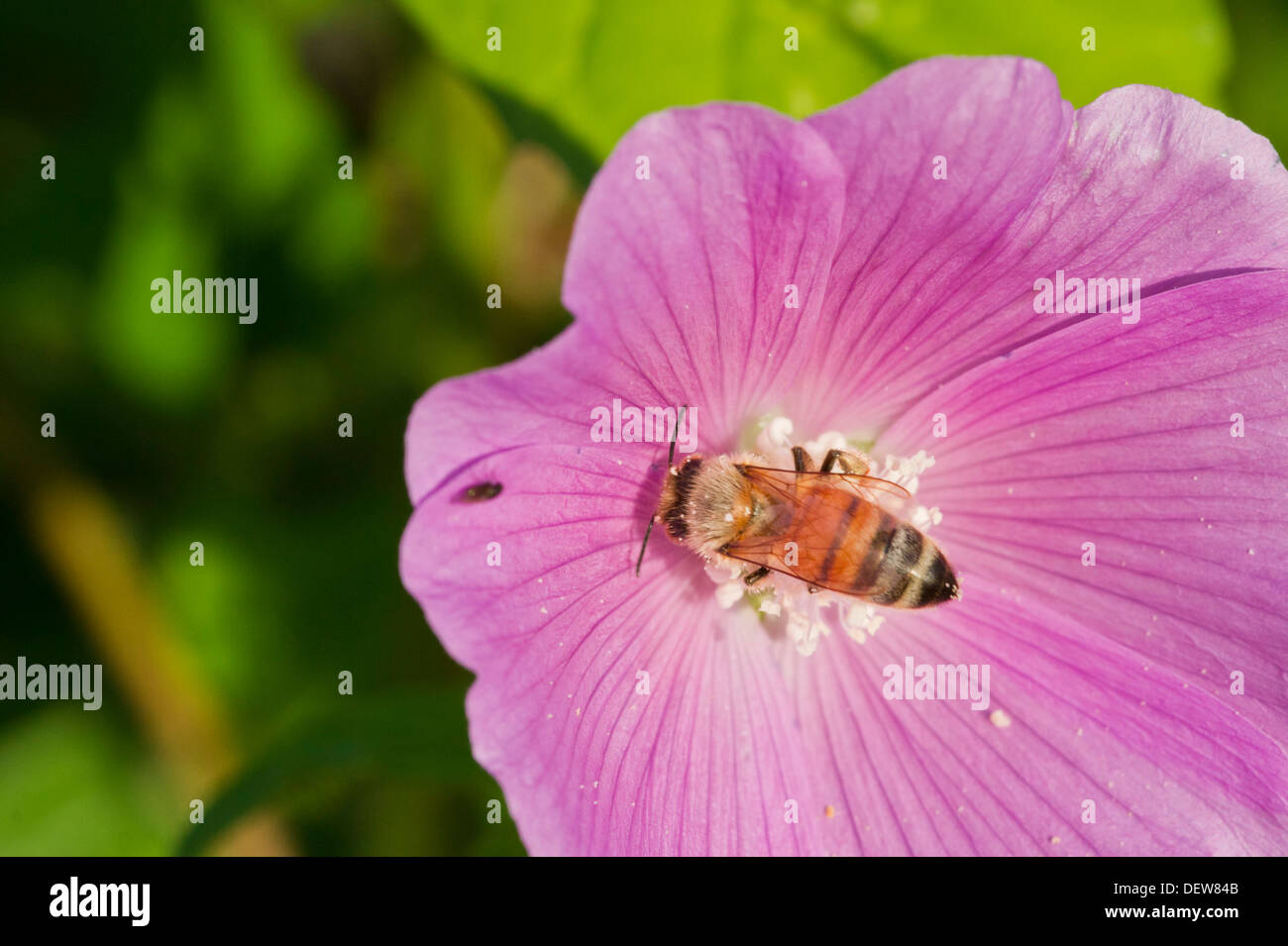 Honey Bee in Pink Common Hollyhock Stock Photo