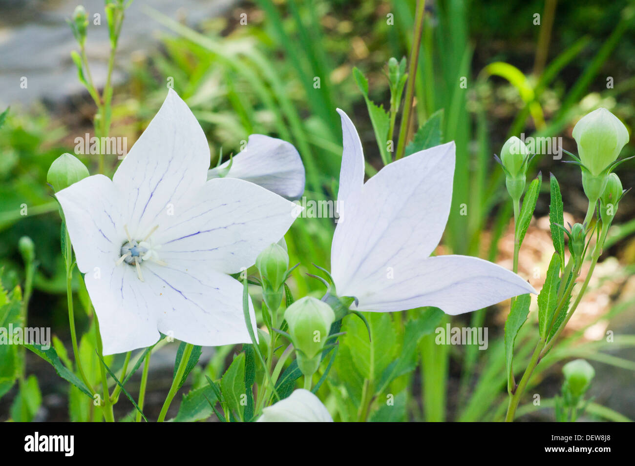 White bellflower Stock Photo