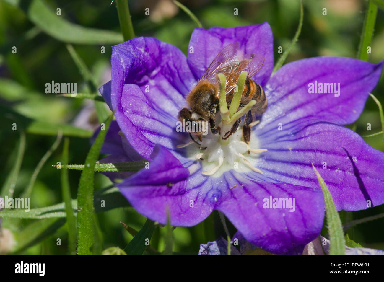 Blue Campanula flowers with honey bee Stock Photo