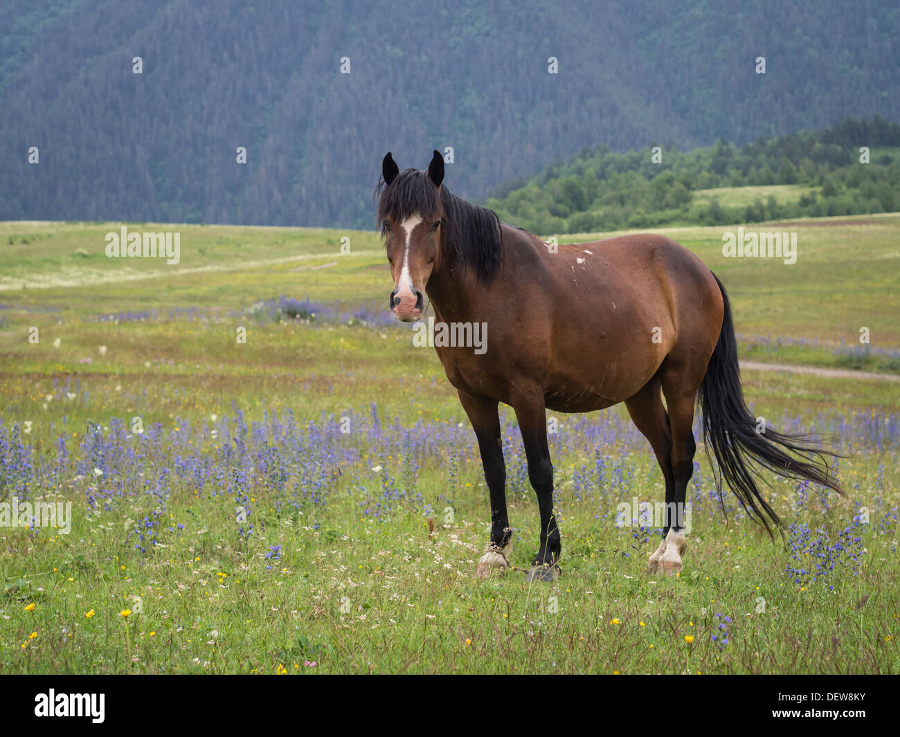 Horse on a meadow in Omalo, Tusheti region, Georgia. Stock Photo