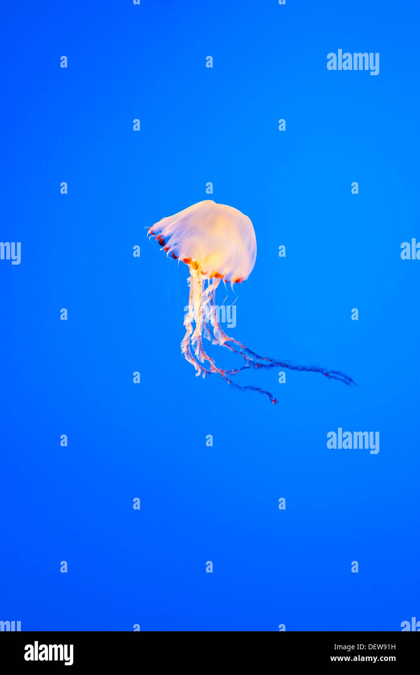 A Jelly fish swimming in clear blue water Stock Photo - Alamy