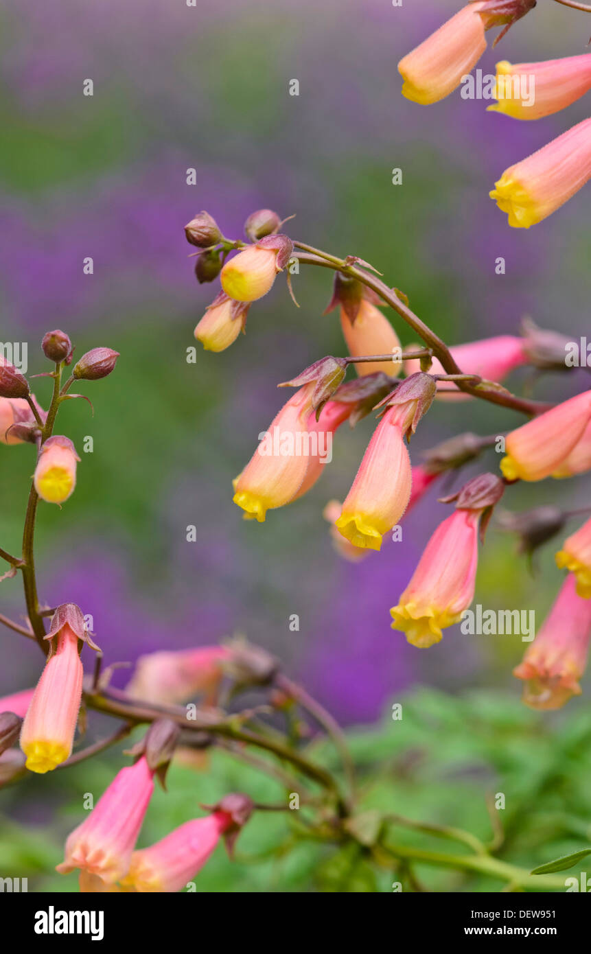 Glory flower (Eccremocarpus scaber) Stock Photo