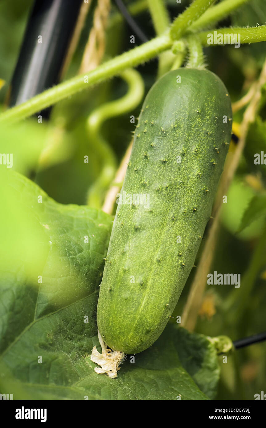 Cucumber Growing on a Vine. Cucumis sativus Stock Photo Alamy