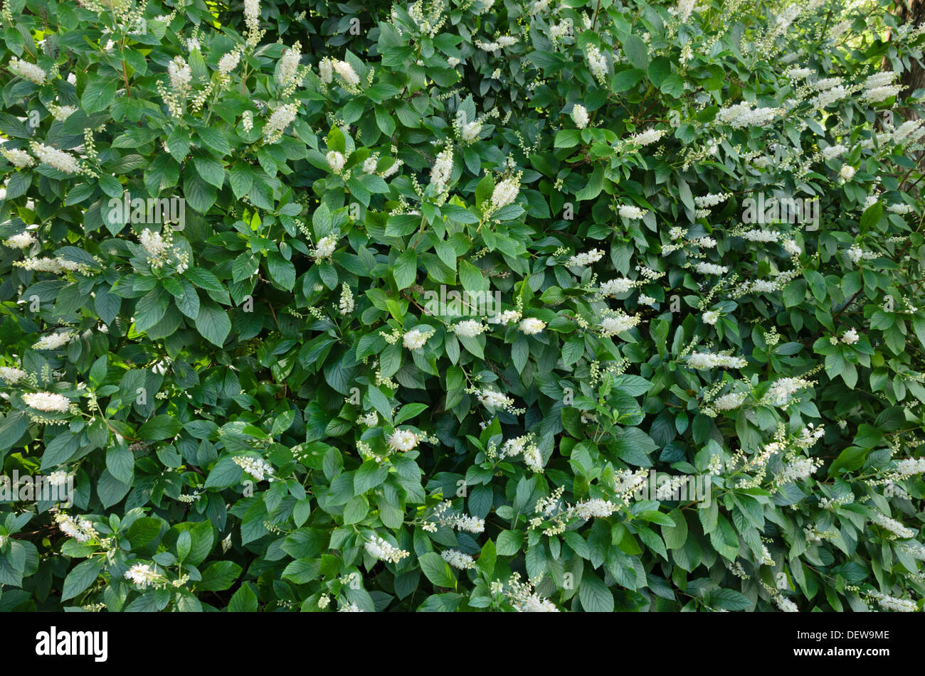 Sweet pepper bush (Clethra alnifolia) Stock Photo