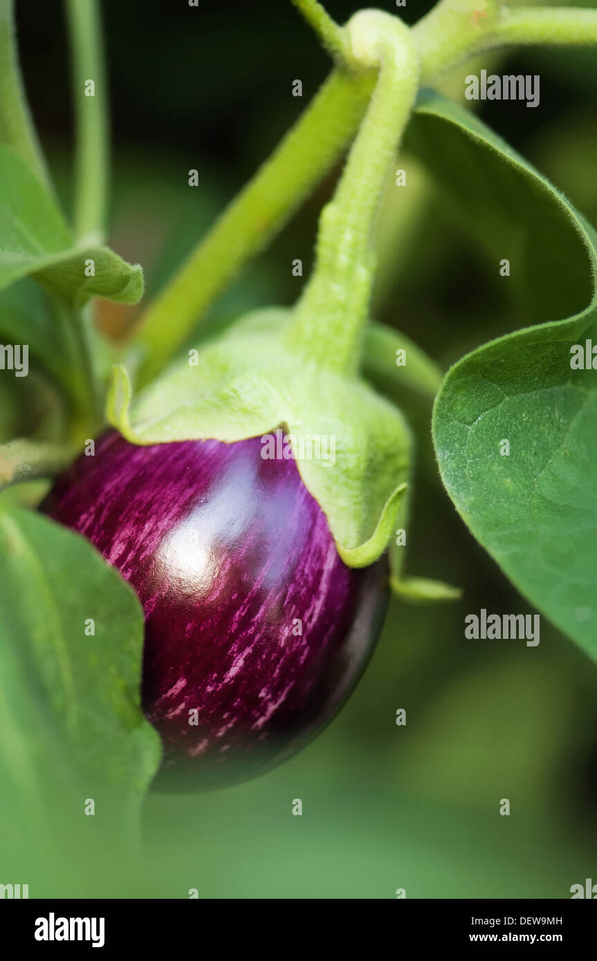 Yong Graffiti Eggplant Growing Hidden by Leaves. Solanum melongena